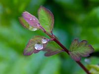 Regentropfen auf bunten jungen Strauchblättern
